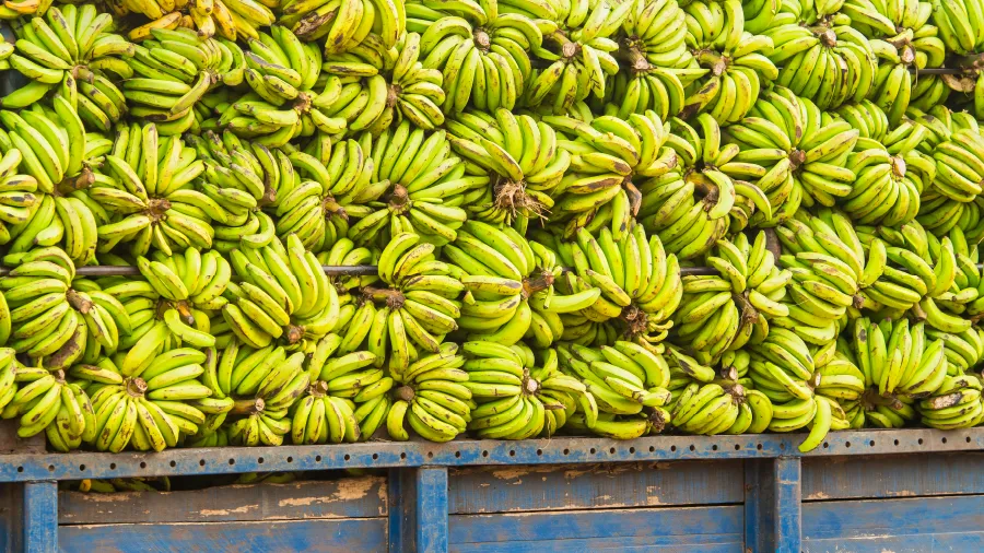 Case Study - Dole - Huge load of bananas on a truck
